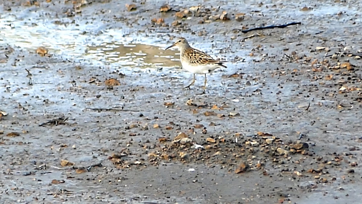Graubrust-Strandläufer - ML642143685