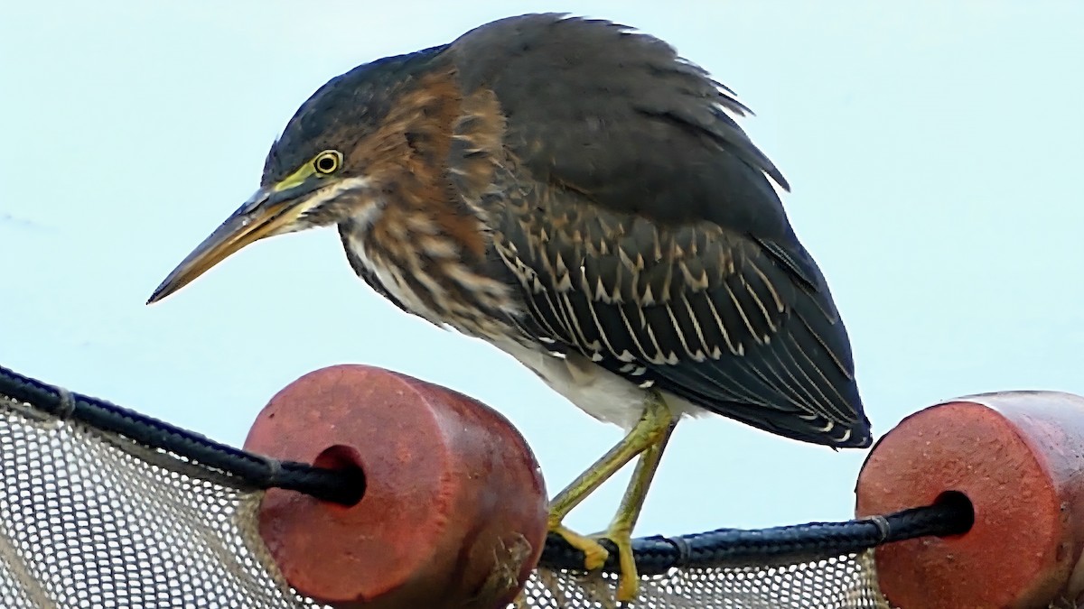 Grünreiher - ML642143689