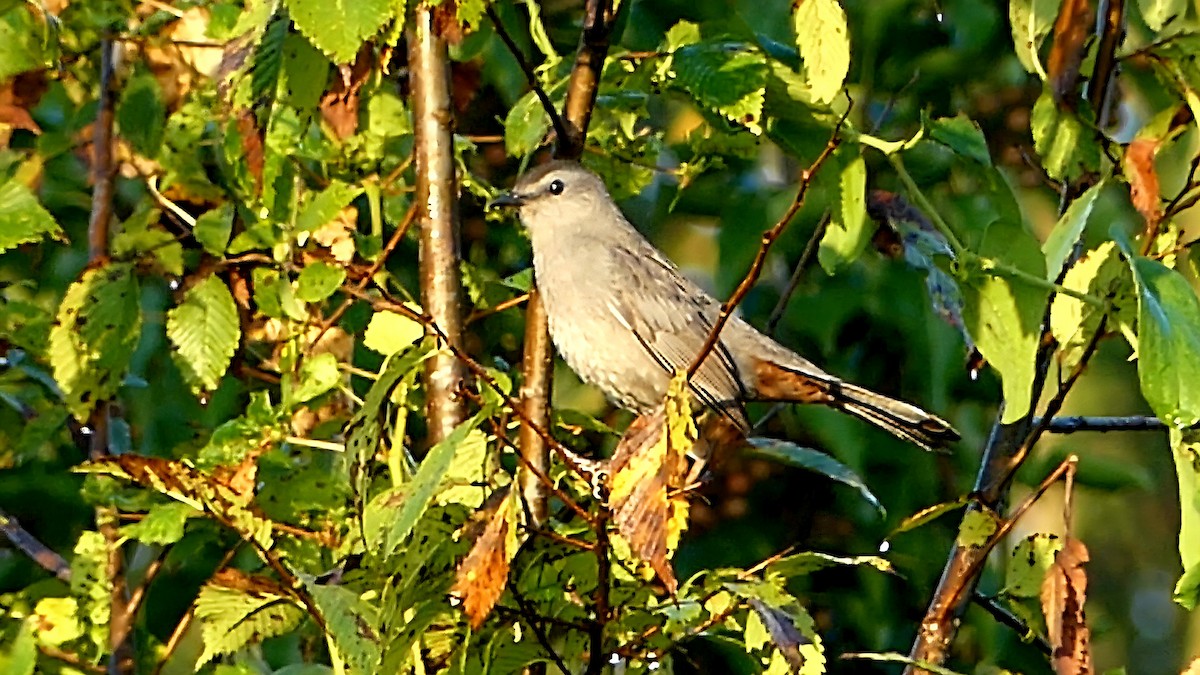 Katzenspottdrossel - ML642143703