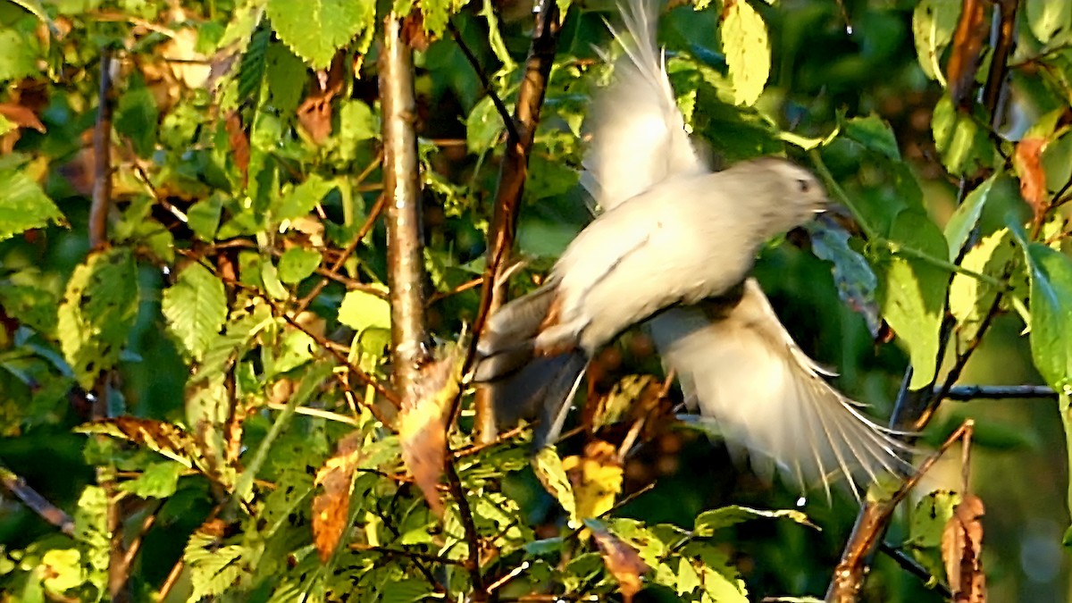 Katzenspottdrossel - ML642143704