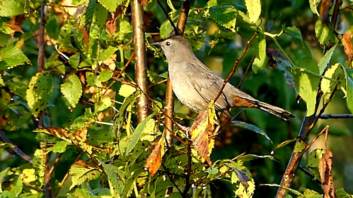 Katzenspottdrossel - ML642143706