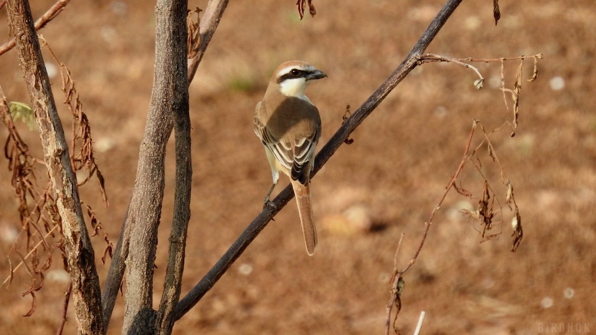 Brown Shrike - ML642143708