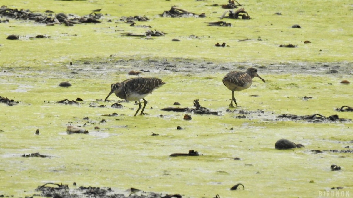 riksesnipe - ML642143719