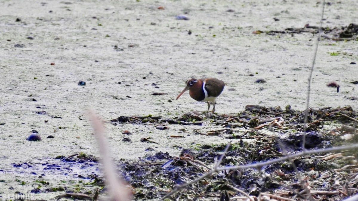 riksesnipe - ML642143720