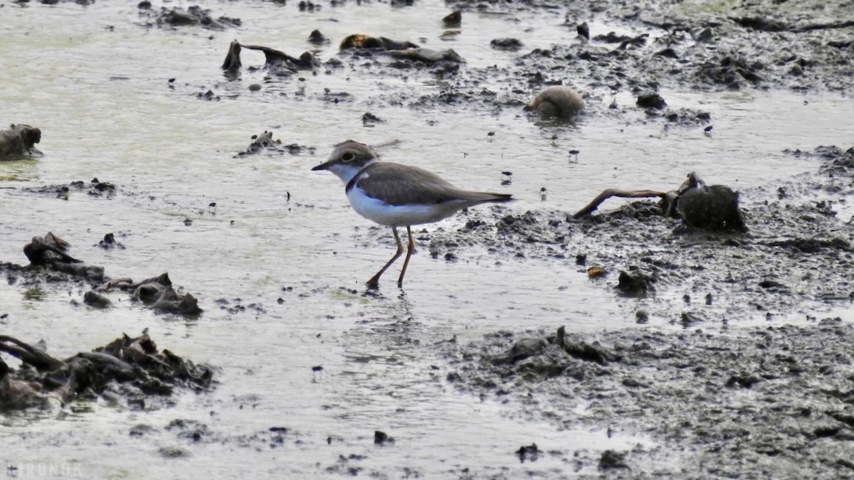 Little Ringed Plover - ML642143721
