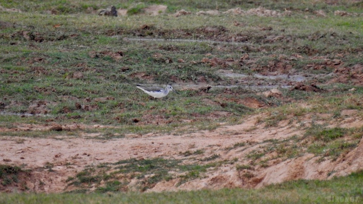 Common Greenshank - ML642143722