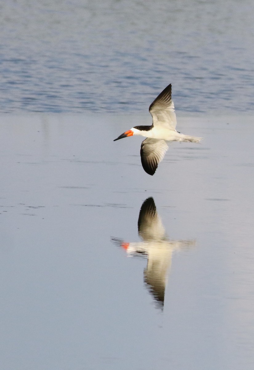 Black Skimmer - ML642143723