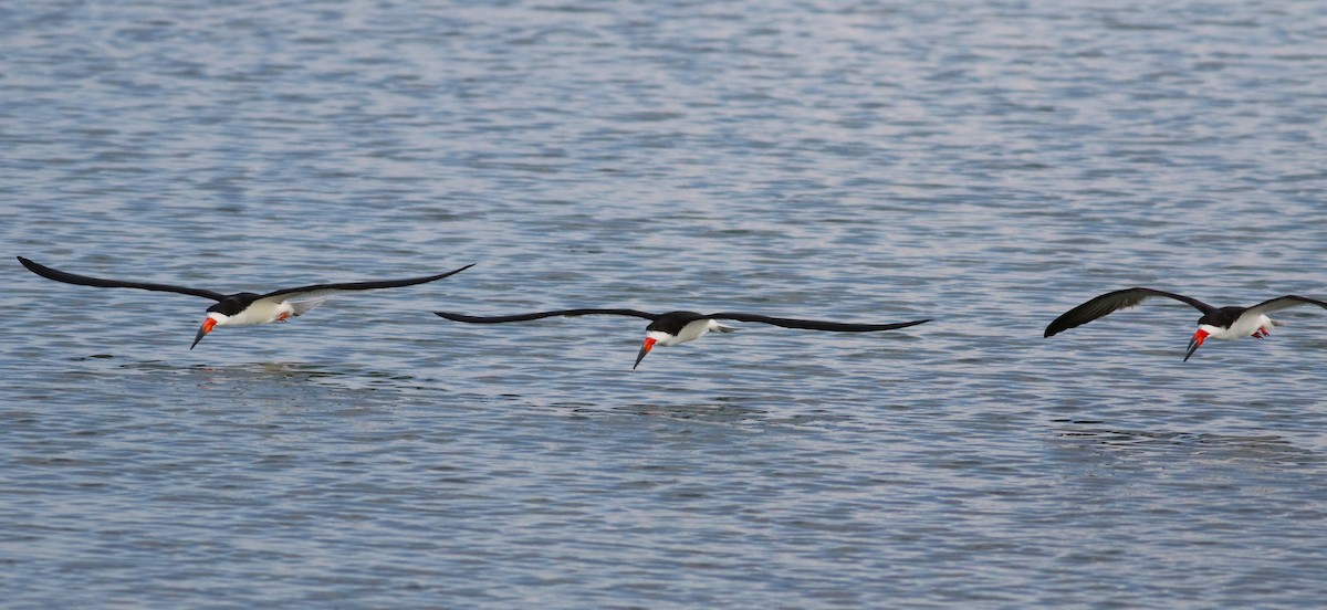 Black Skimmer - ML642143724