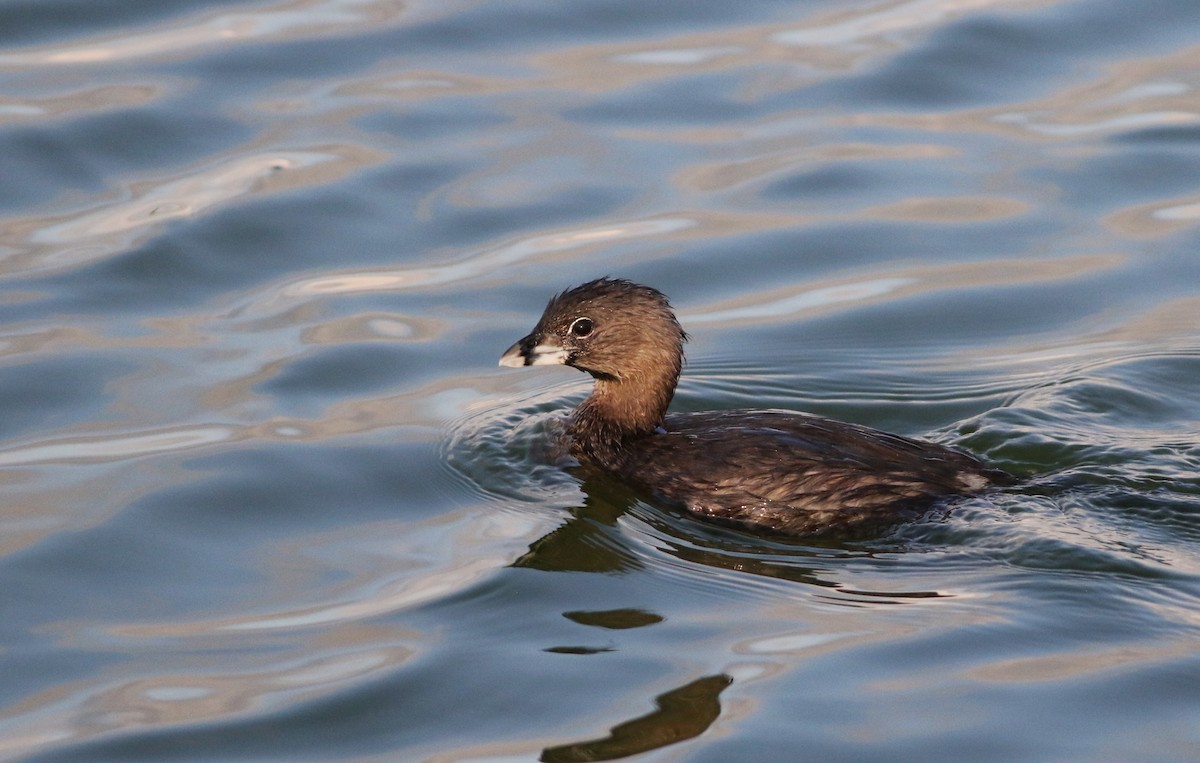 Pied-billed Grebe - ML642143728