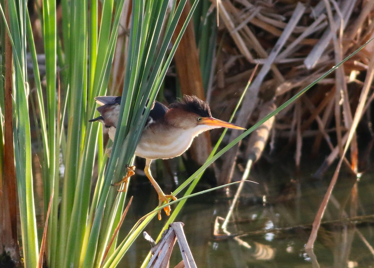 Least Bittern - ML642143732