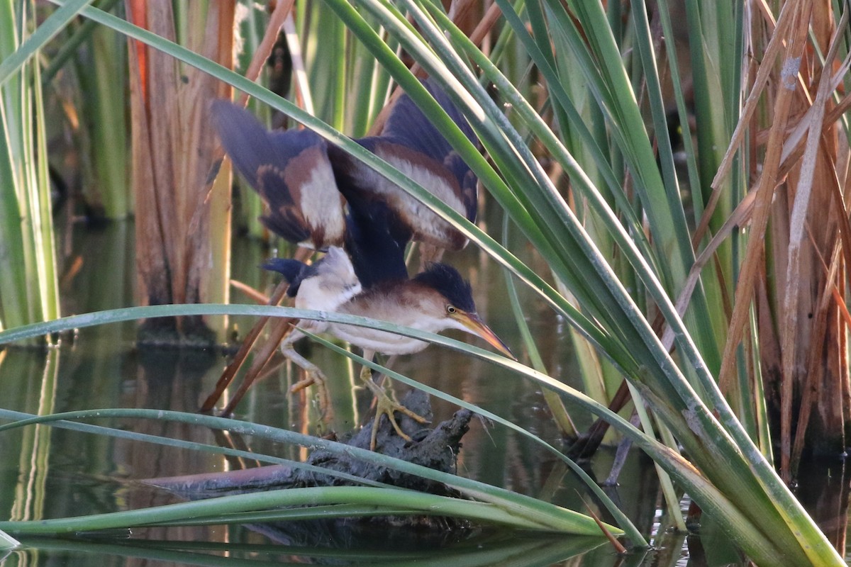 Least Bittern - ML642143743
