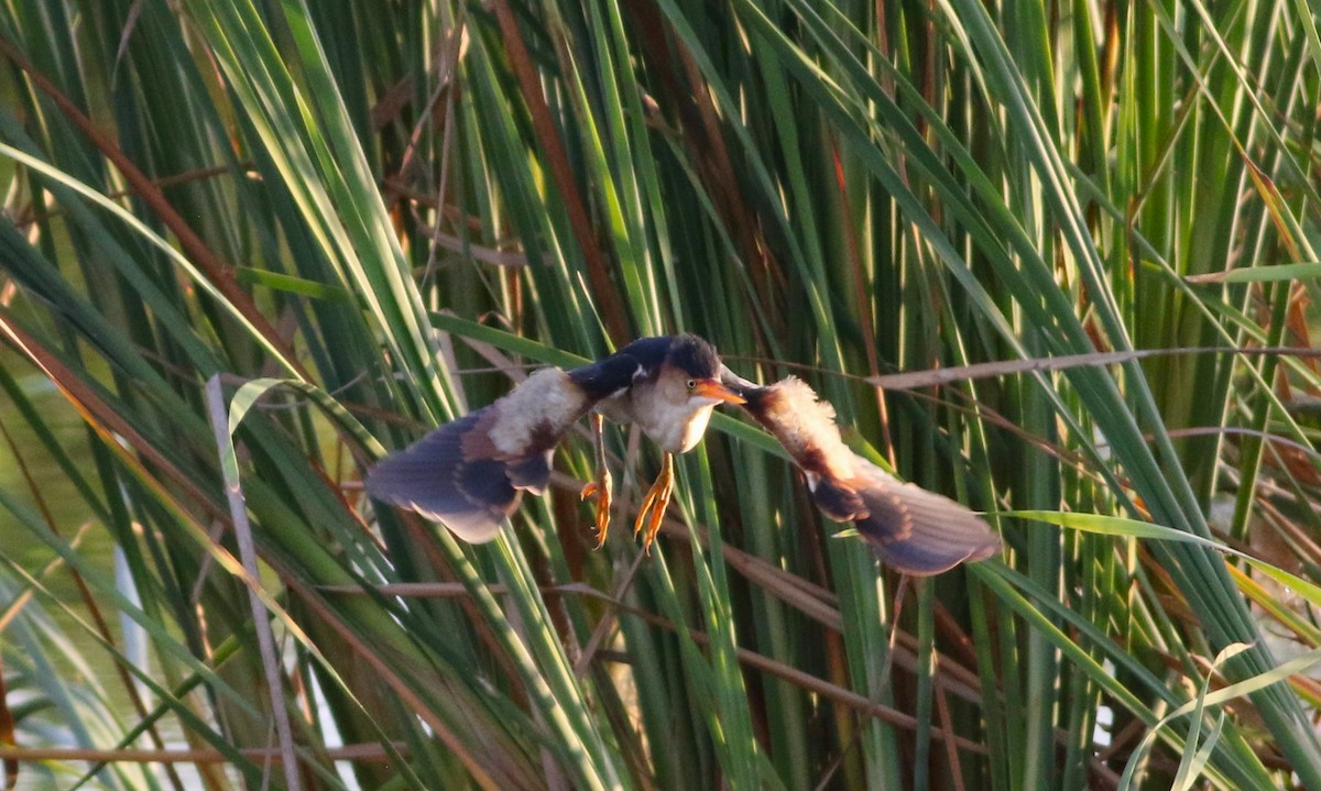 Least Bittern - ML642143750