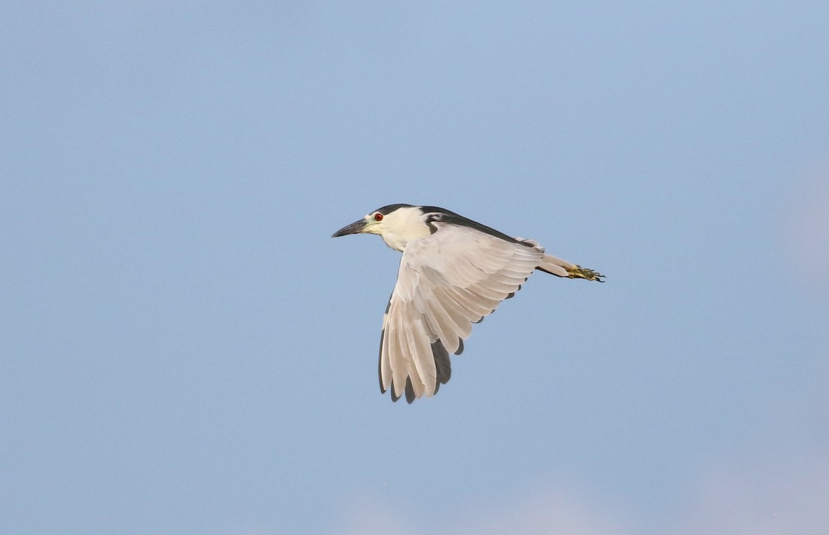 Black-crowned Night Heron - ML642143754