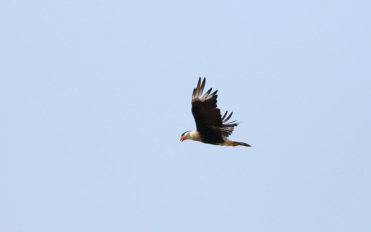 Crested Caracara - ML642143759