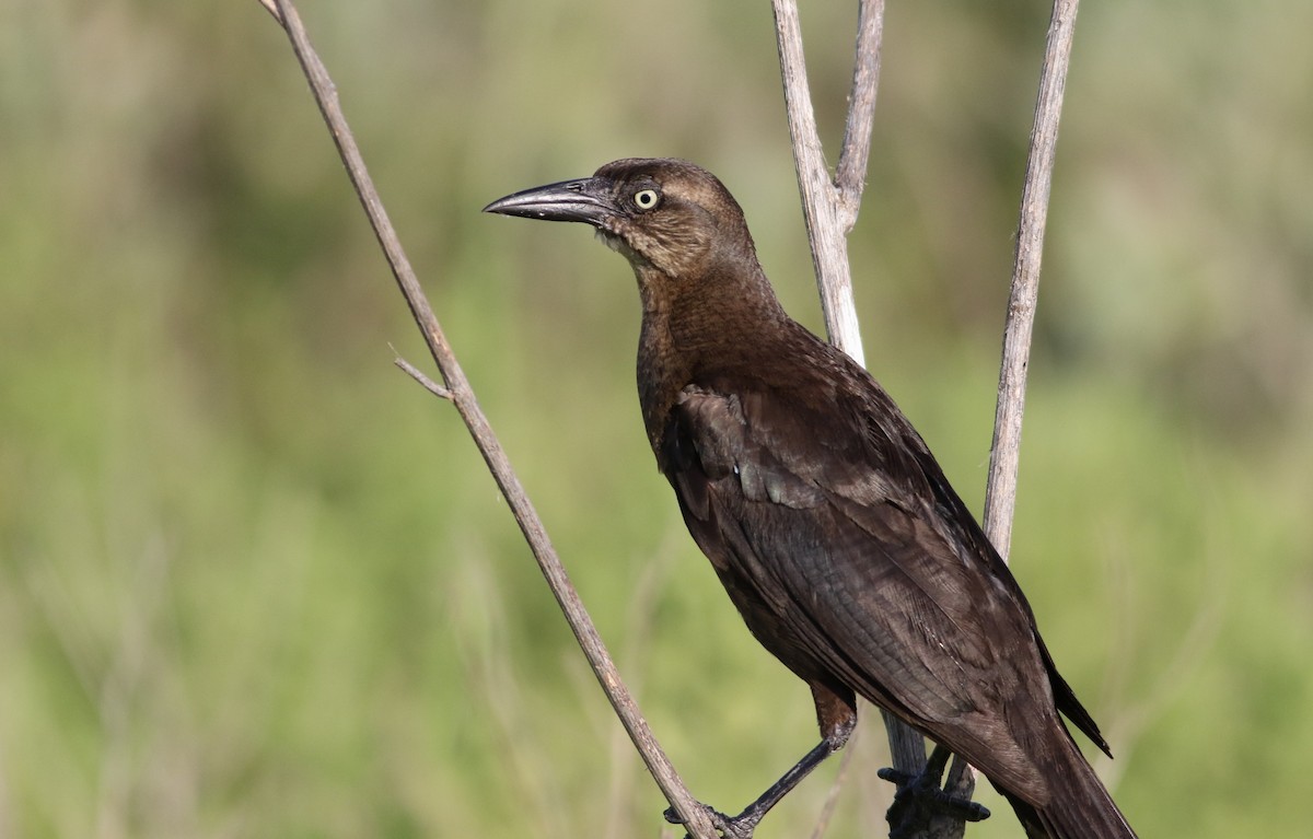 Great-tailed Grackle - ML642143766
