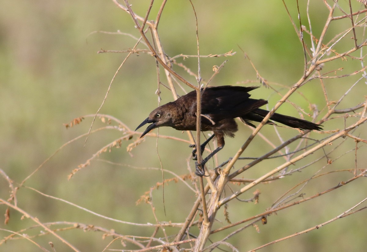 Great-tailed Grackle - ML642143773
