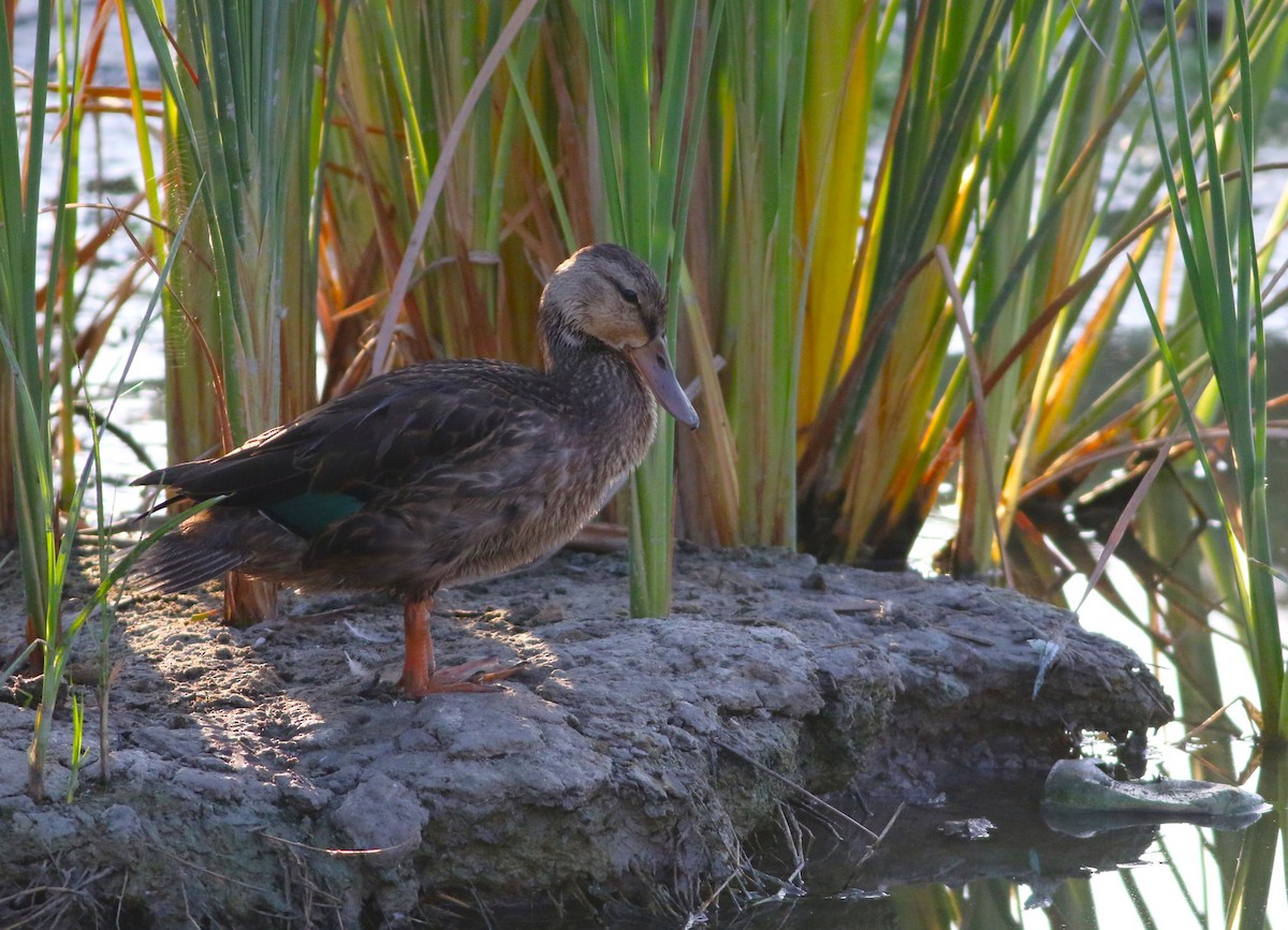 Mottled Duck - ML642143782
