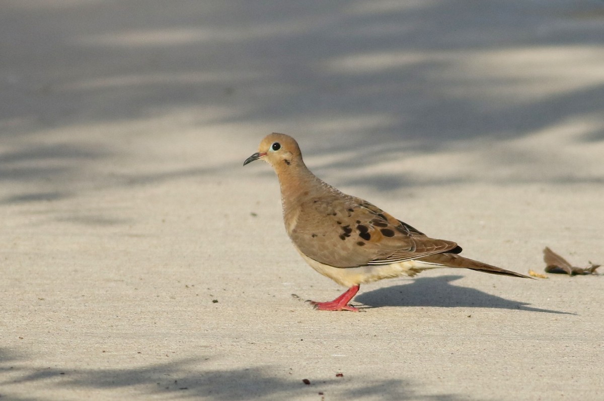 Mourning Dove - ML642143788