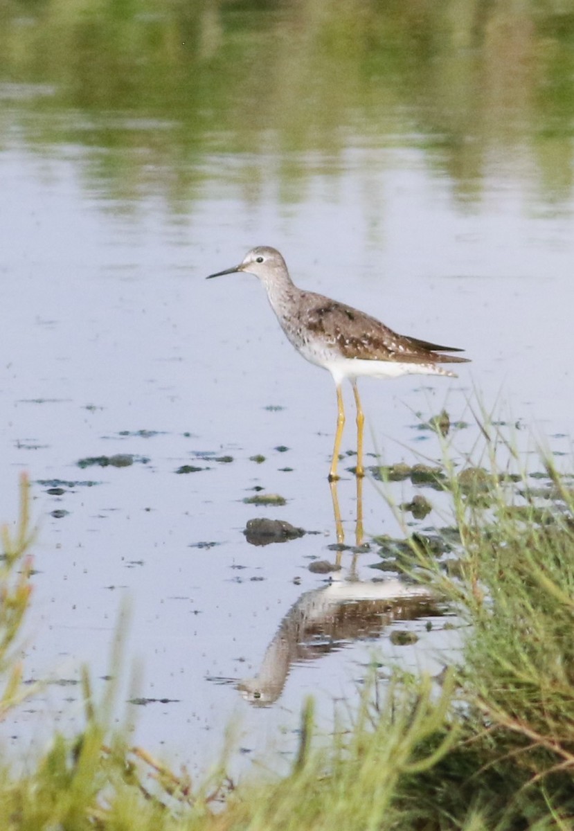 gulbeinsnipe - ML642143839