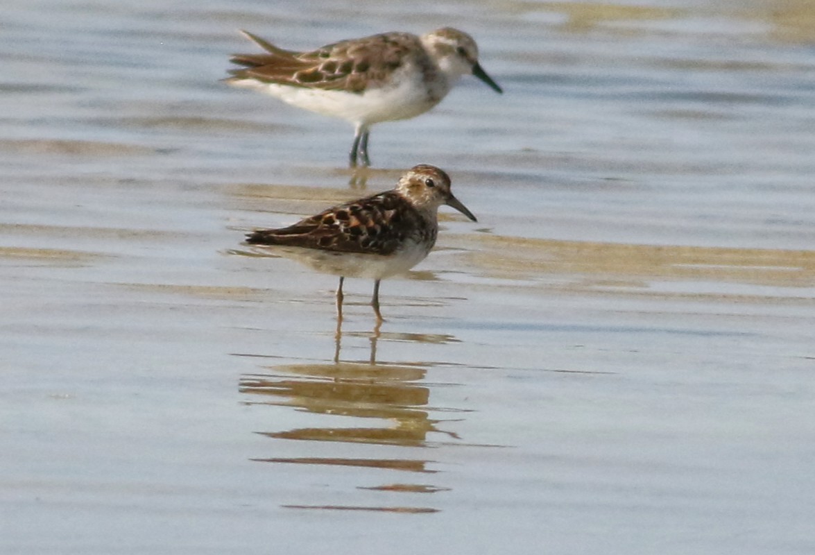 pygmésnipe - ML642143841