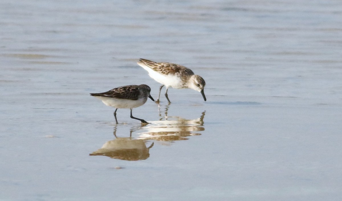 sandsnipe - ML642143843