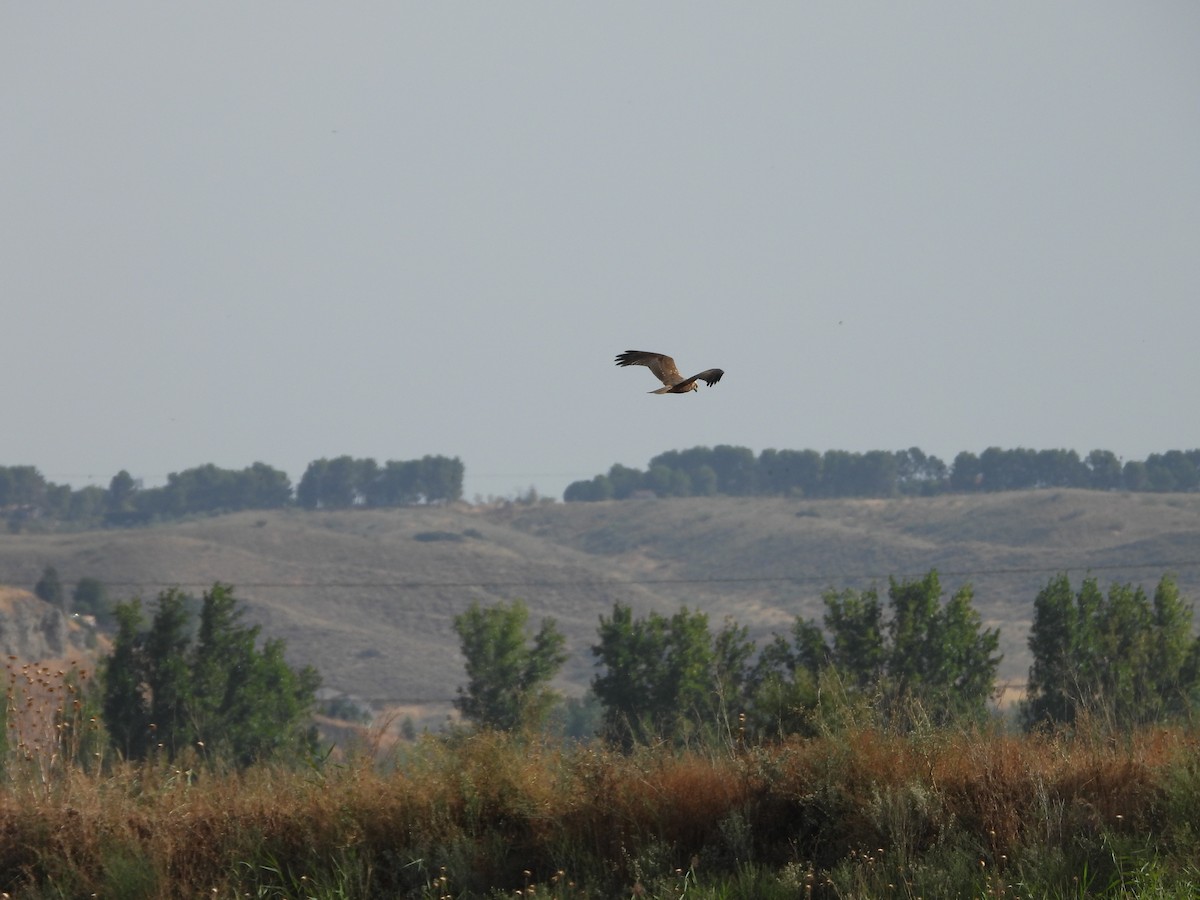 sivhauk - ML642143844