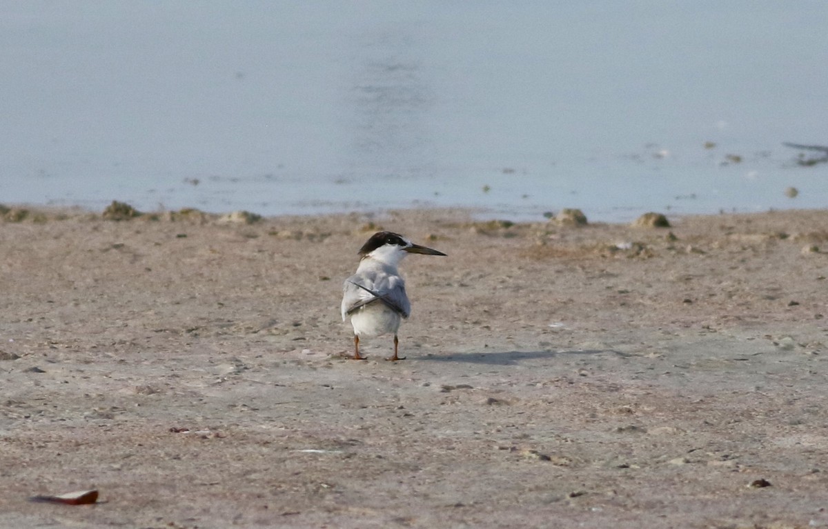 Крячок карибський - ML642143856
