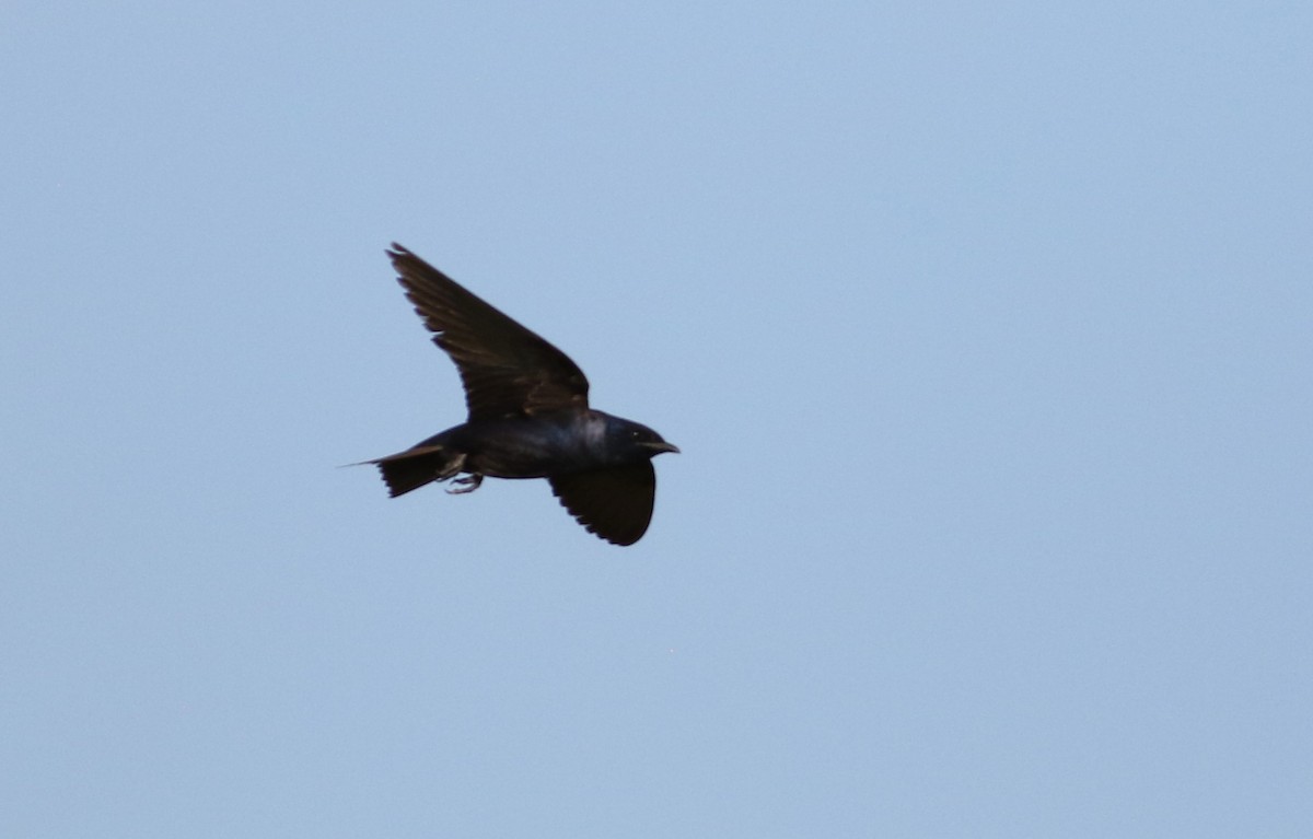 Purple Martin - ML642143871