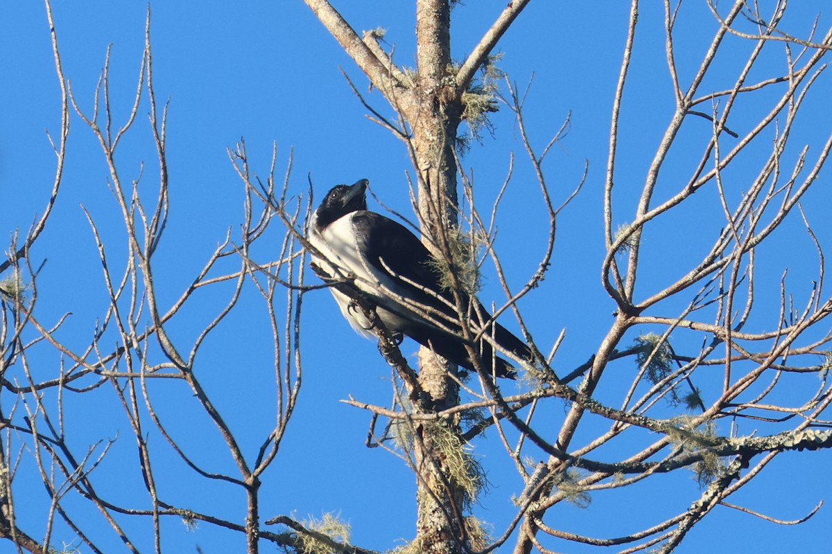 Piping Crow - ML642143876
