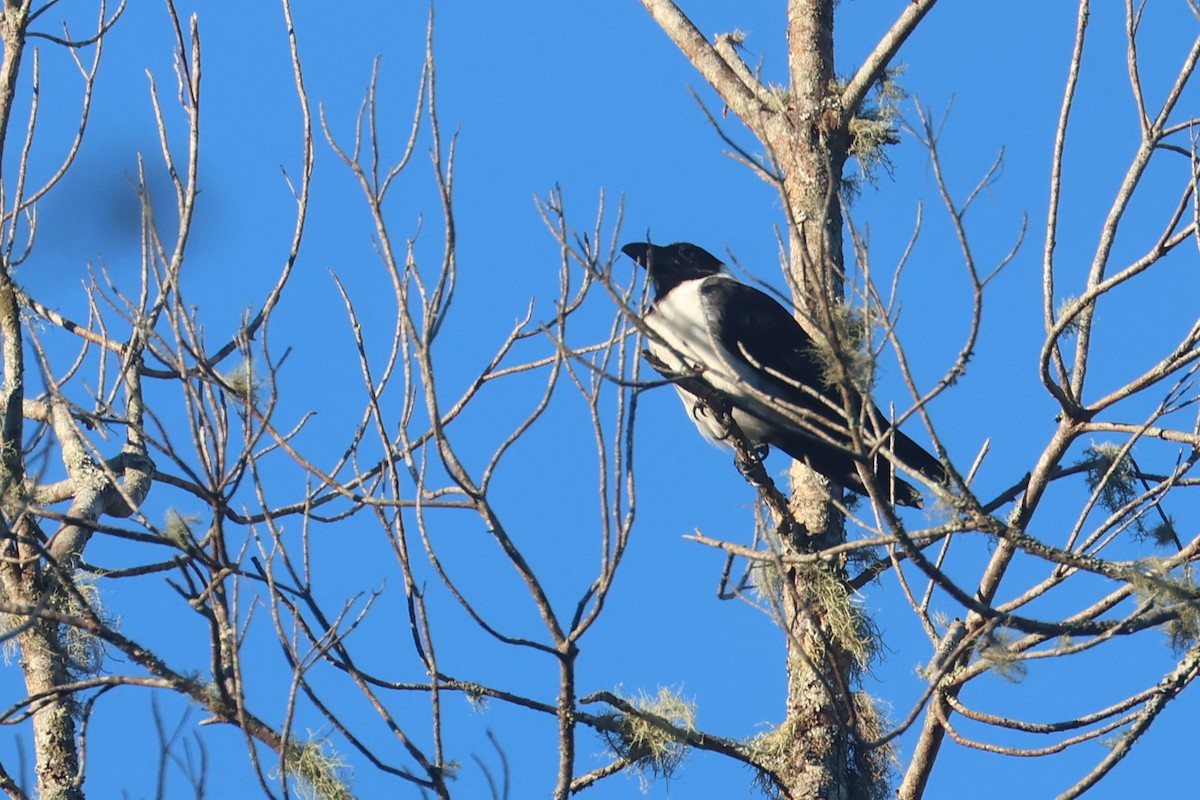 Piping Crow - ML642143877
