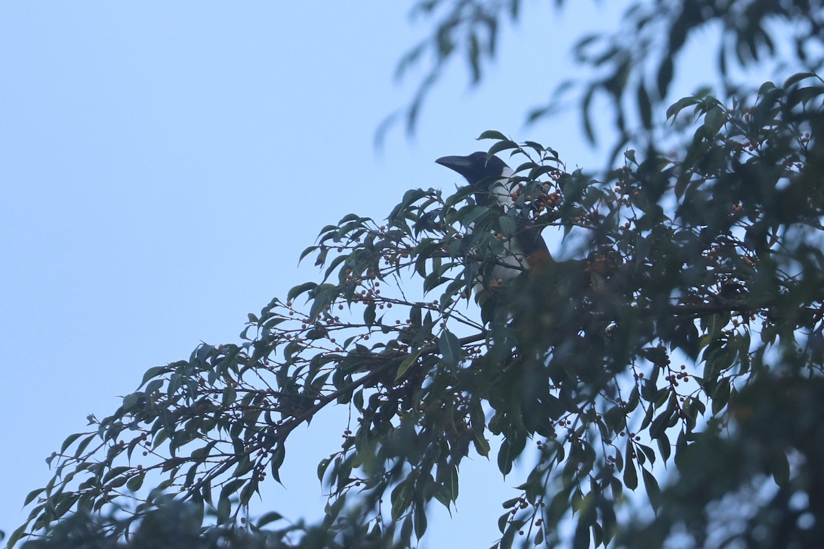 Piping Crow - ML642143878