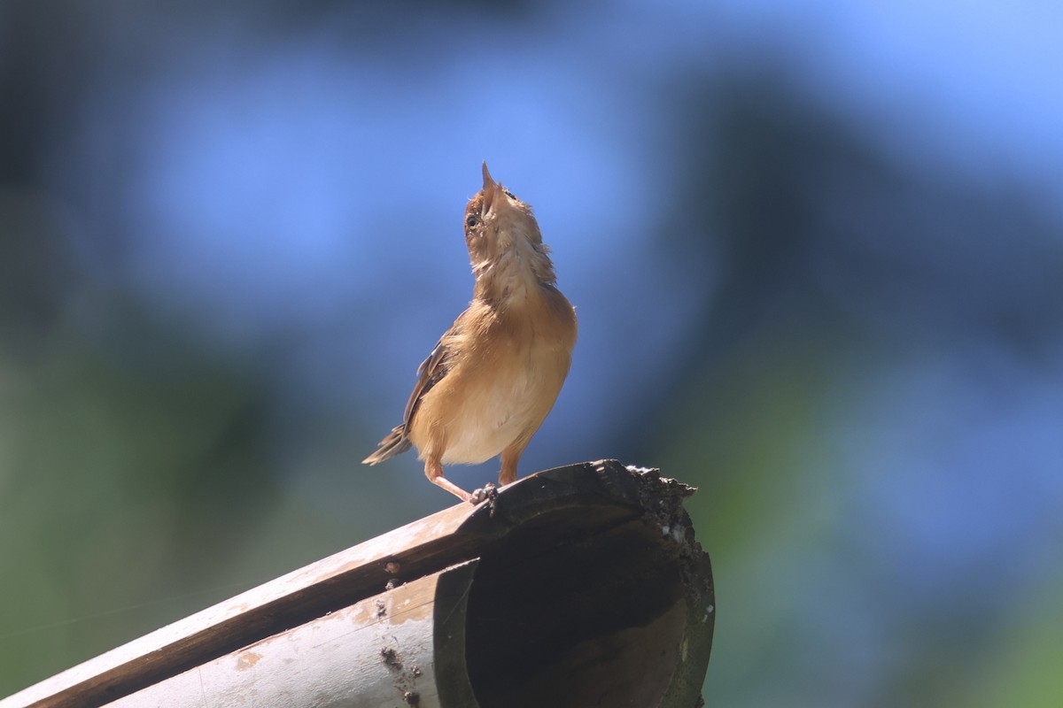 Golden-headed Cisticola - ML642143879
