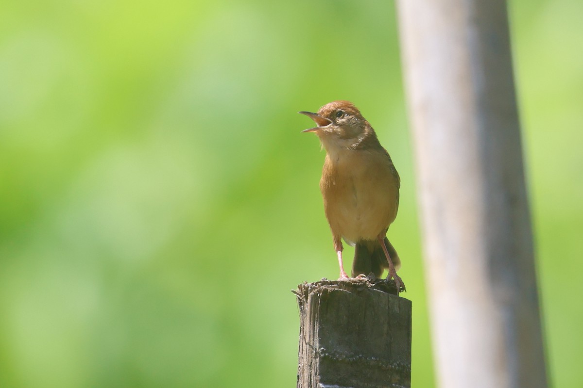 Golden-headed Cisticola - ML642143881