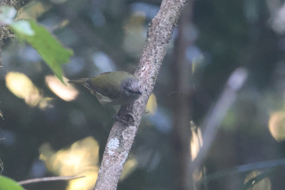 Sulawesi Heleia - ML642143884