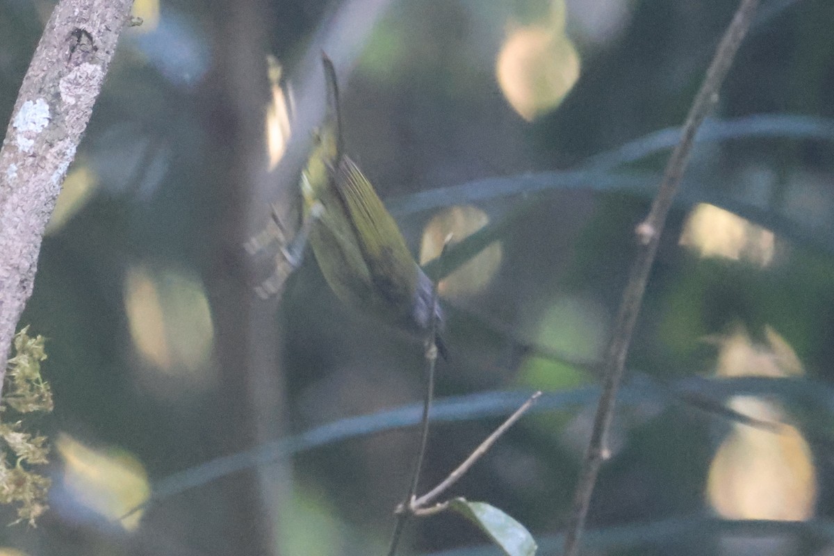 Sulawesi Heleia - ML642143885