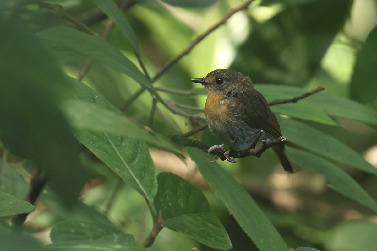 Lompobattang Flycatcher - ML642143888