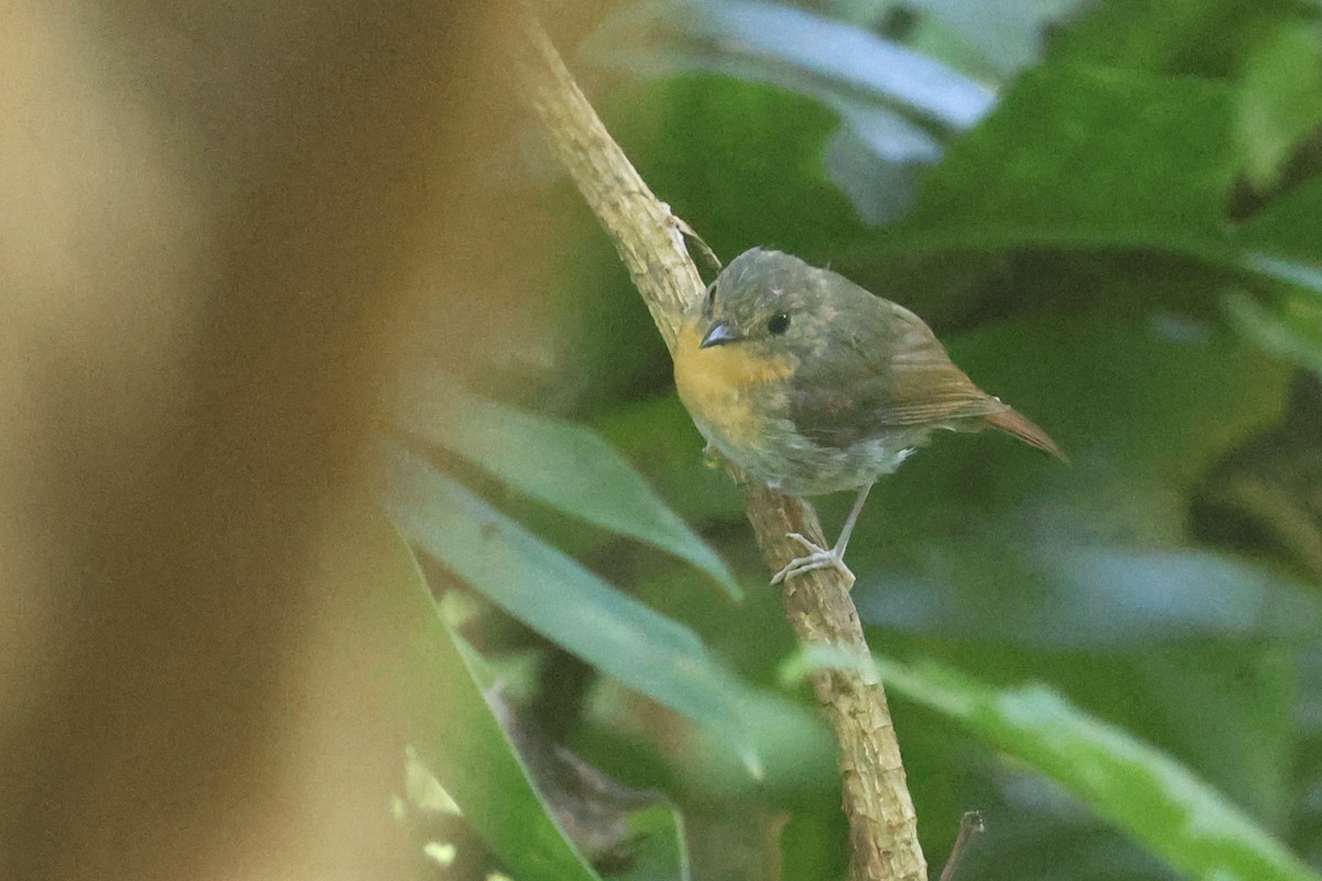 Lompobattang Flycatcher - ML642143889
