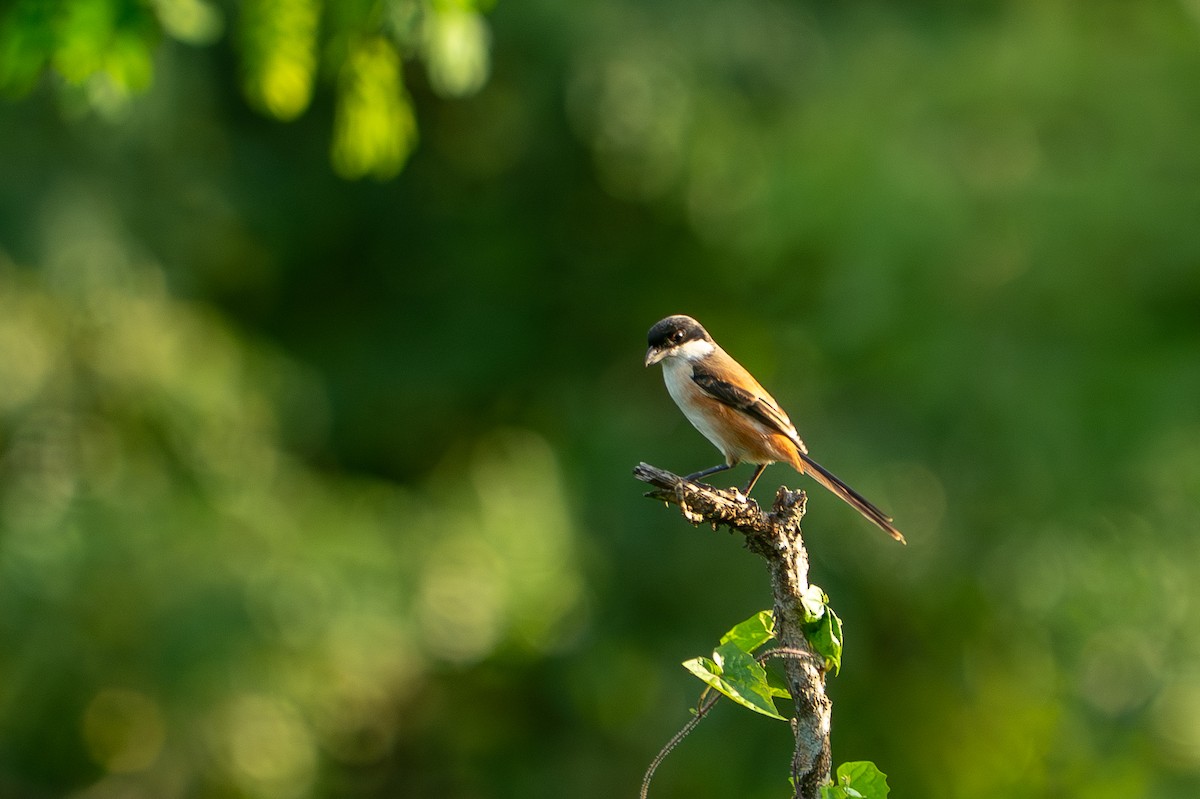 Long-tailed Shrike - ML642143897