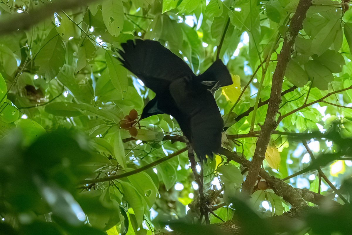 Victoria's Riflebird - ML642143898