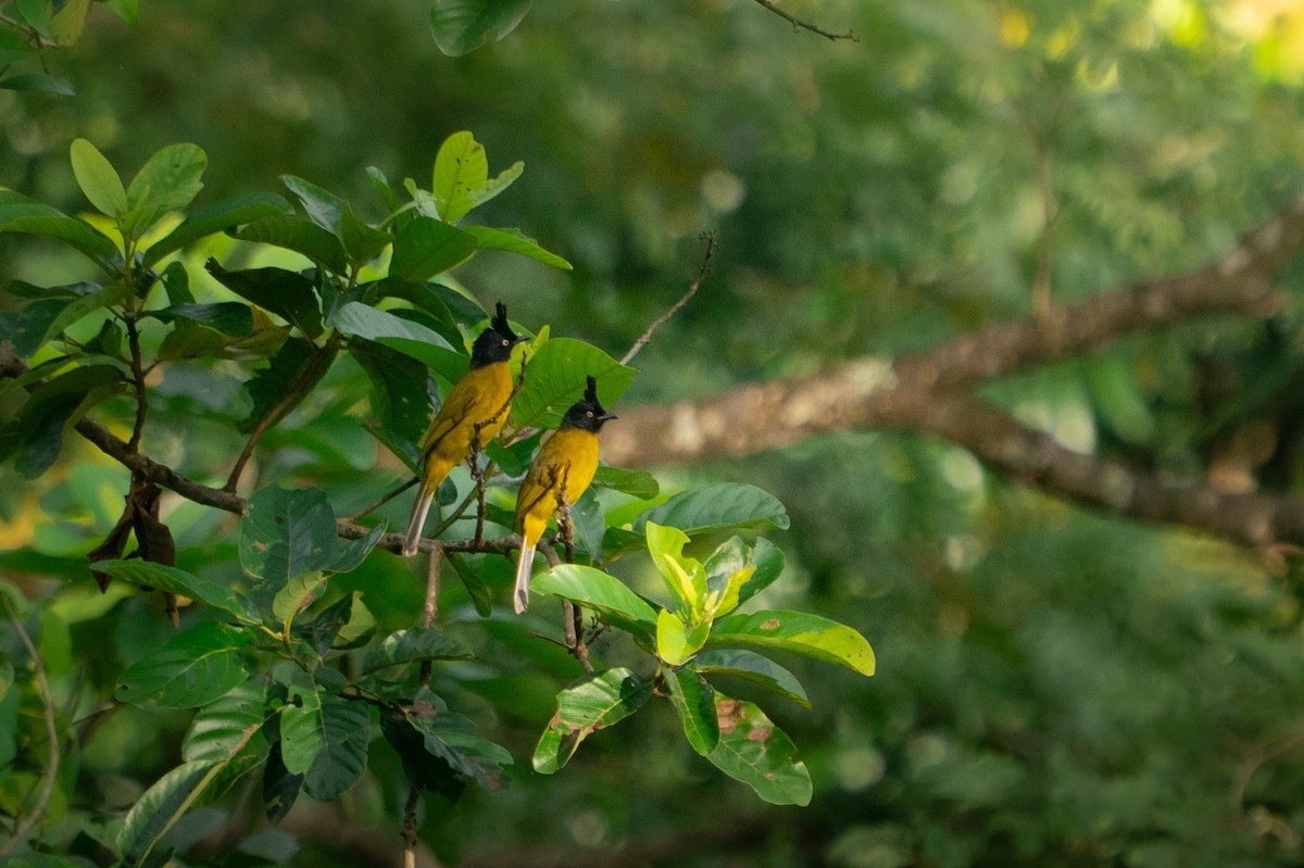 Black-crested Bulbul - ML642143899