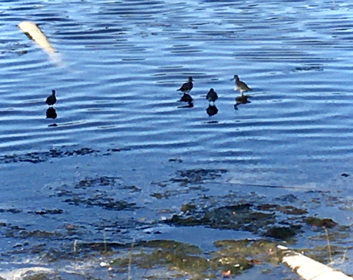 Greater Yellowlegs - ML642143900