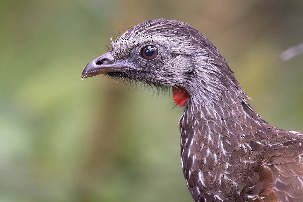 Bearded Guan - ML642143901
