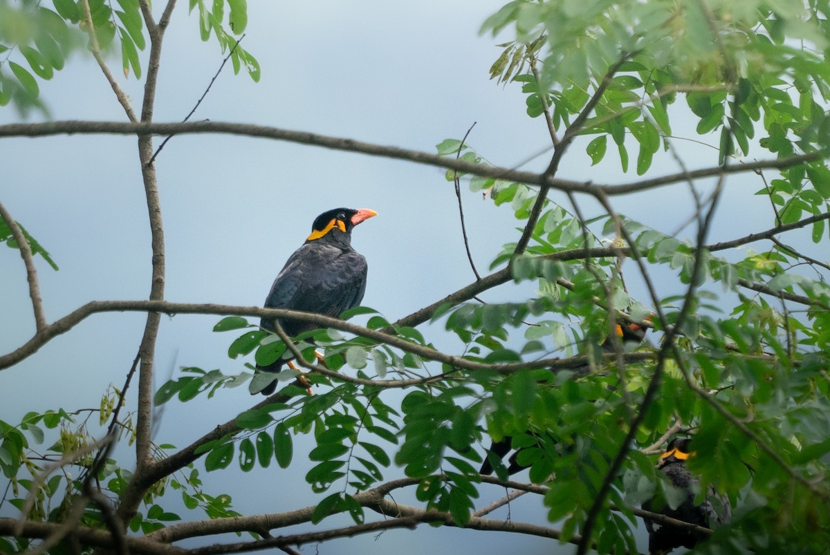 Common Hill Myna - ML642143902