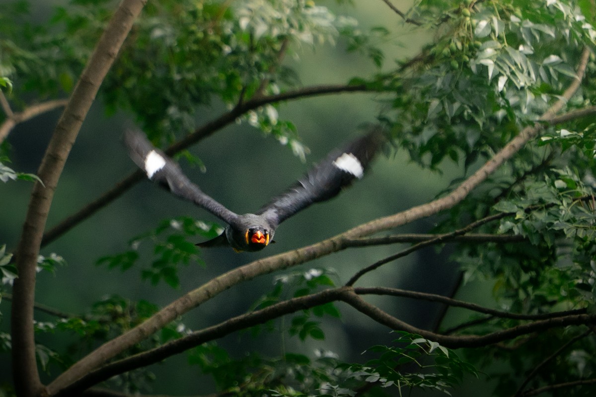 Common Hill Myna - ML642143903