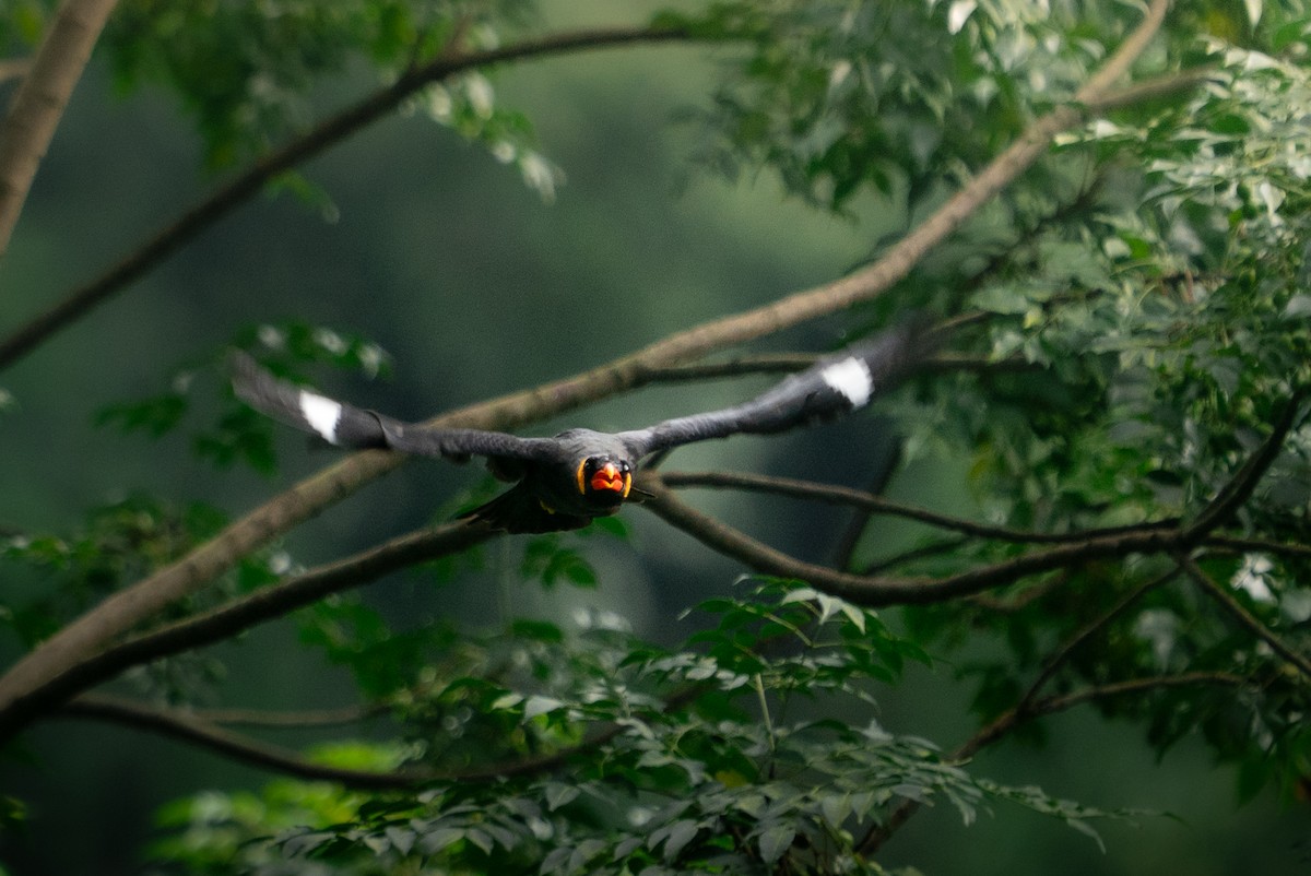 Common Hill Myna - ML642143904