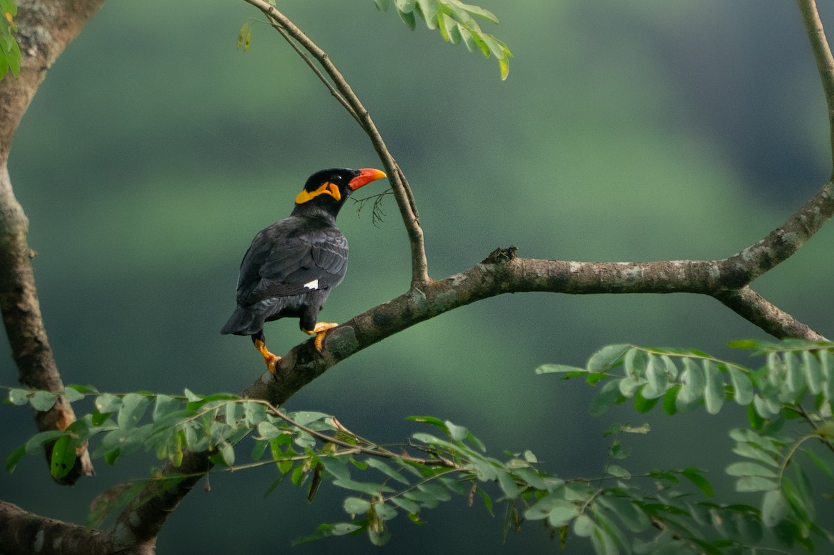 Common Hill Myna - ML642143905