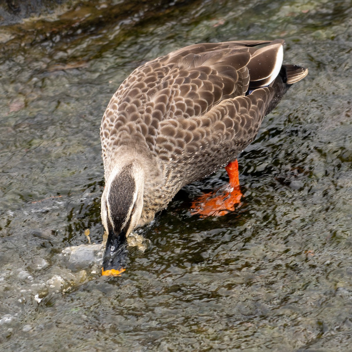 Eastern Spot-billed Duck - ML642143906