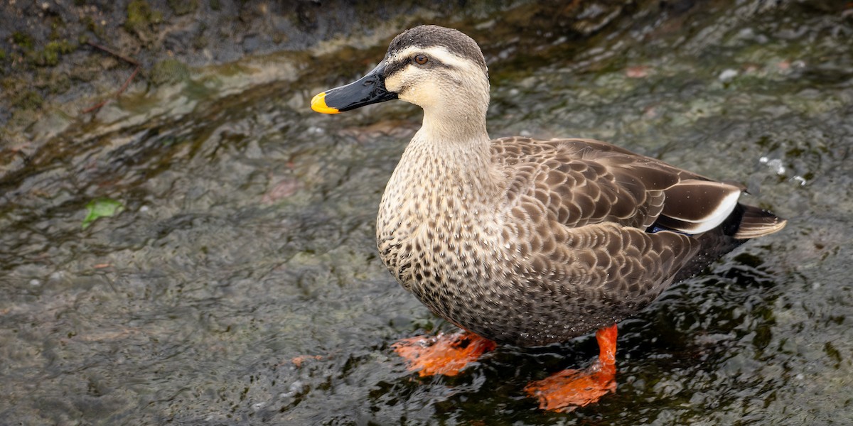 Eastern Spot-billed Duck - ML642143907
