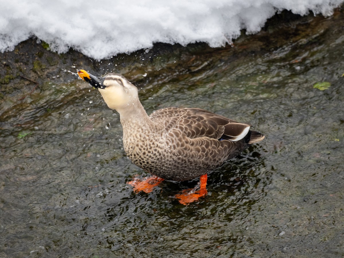 Eastern Spot-billed Duck - ML642143908