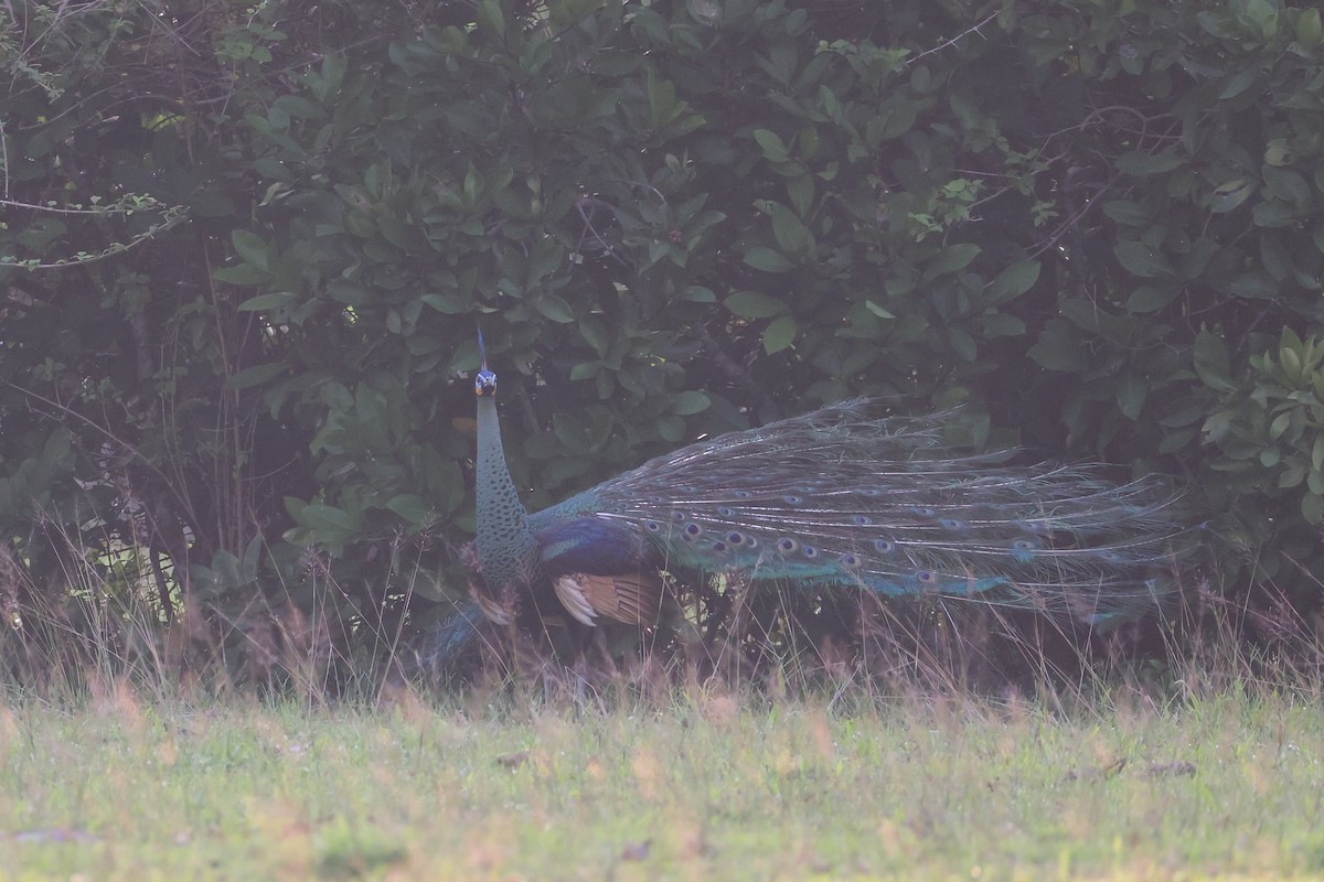 Green Peafowl - ML642143909